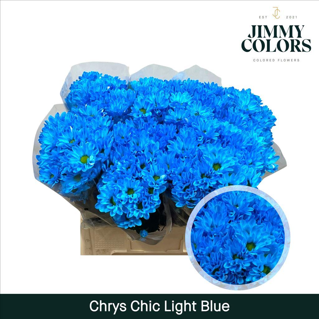 Срезанные цветы оптом Chrys sp paint chic blue light от 40шт из Голландии с доставкой по России