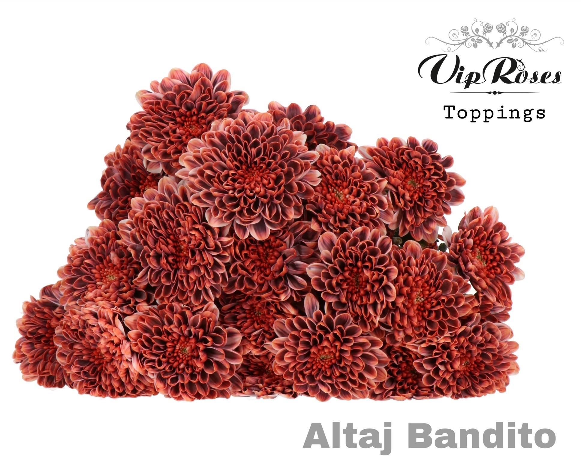 Срезанные цветы оптом Chrys sp paint altaj bandito от 20шт из Голландии с доставкой по России