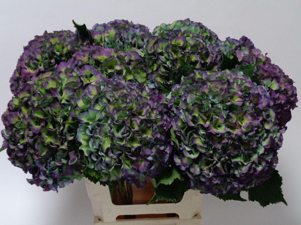 Срезанные цветы оптом Hydrangea royal parade classic от 10шт из Голландии с доставкой по России