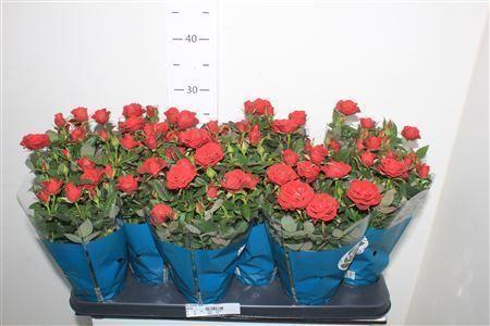 Горшечные цветы и растения оптом Ro Rome Star от 12шт из Голландии с доставкой по России