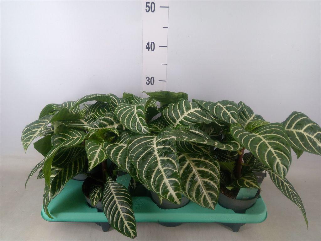 Горшечные цветы и растения оптом Aphelandra Squar. от 6шт из Голландии с доставкой по России