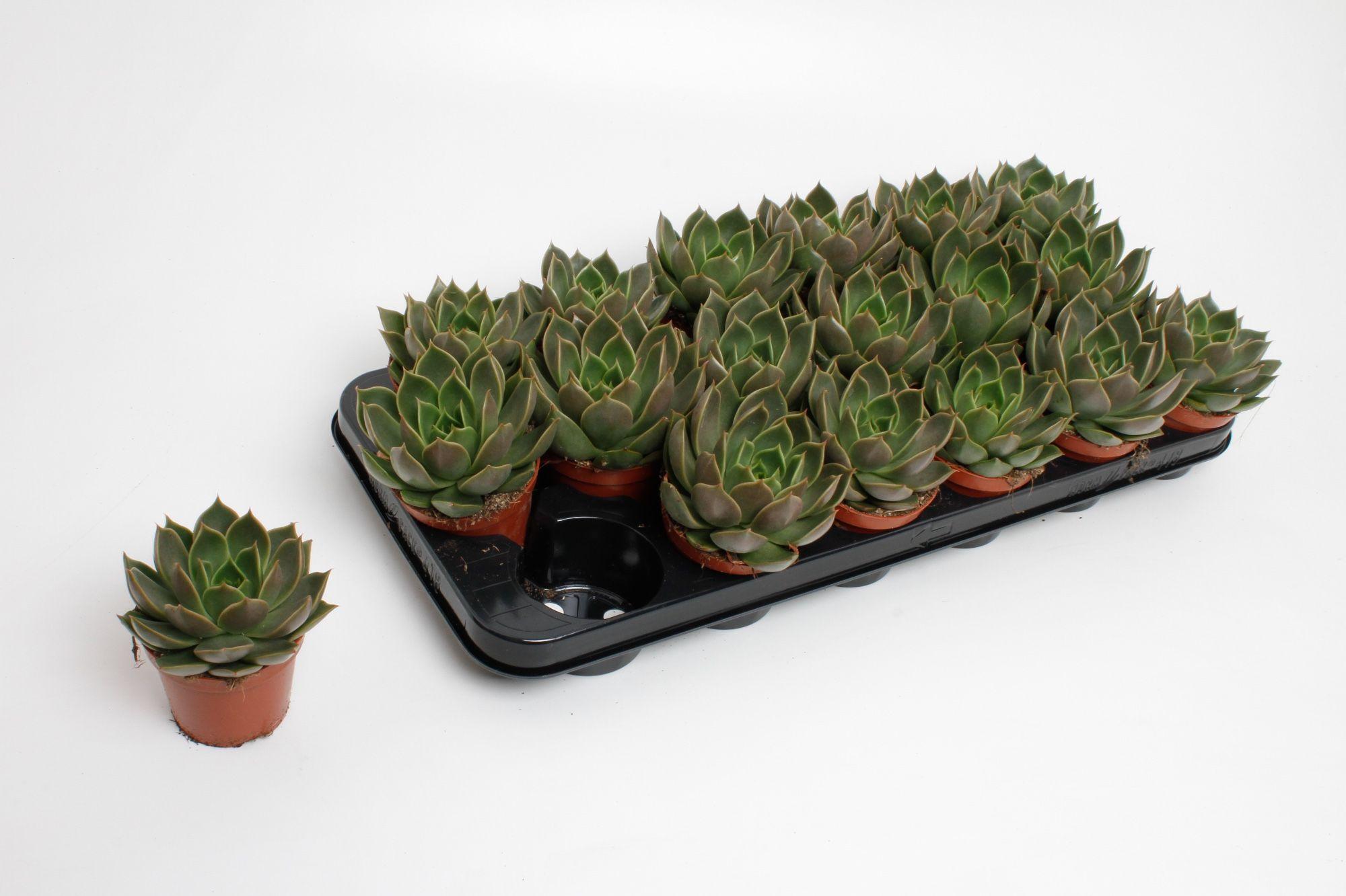 Горшечные цветы и растения оптом Echeveria Mexico от 12шт (для телеги) из Голландии с доставкой по России