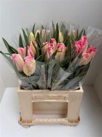 Срезанные цветы оптом Tulipa fr sweet simone от 25шт из Голландии с доставкой по России