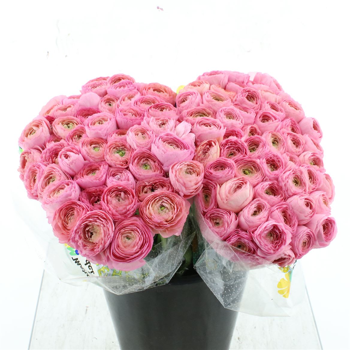 Срезанные цветы оптом Ranunculus success colorado от 100шт из Голландии с доставкой по России