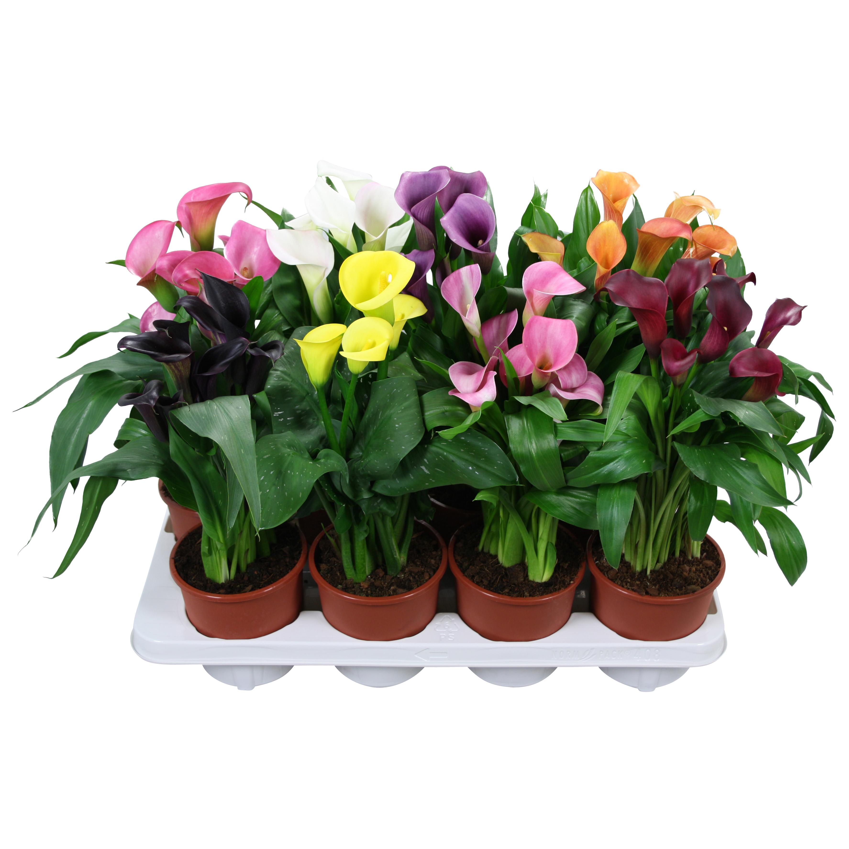 Горшечные цветы и растения оптом Zantedeschia Mix 4+ от 8шт из Голландии с доставкой по России
