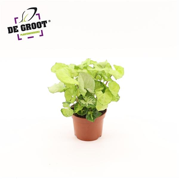 Горшечные цветы и растения оптом Syngonium White Butterfly от 10шт из Голландии с доставкой по России