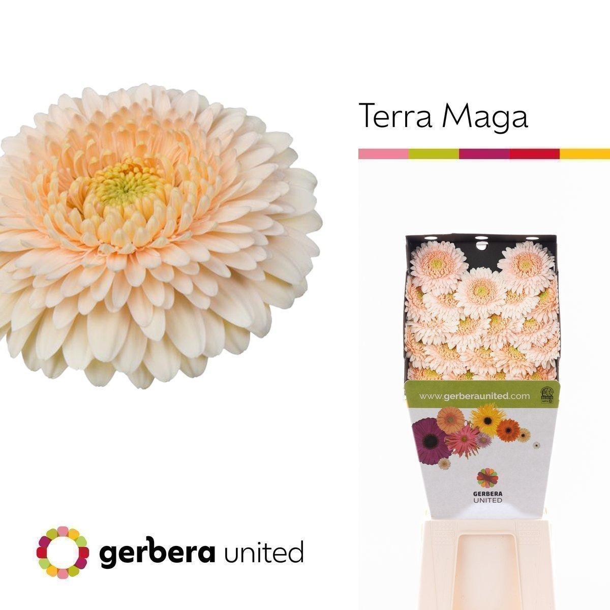Срезанные цветы оптом Germini diamond terra maga от 40шт. из Голландии с доставкой по России