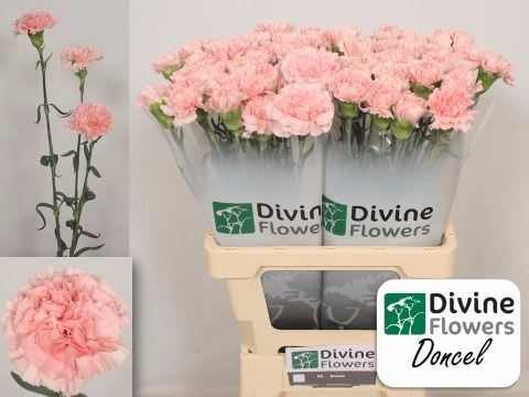 Срезанные цветы оптом Dianthus st doncel от 80шт из Голландии с доставкой по России