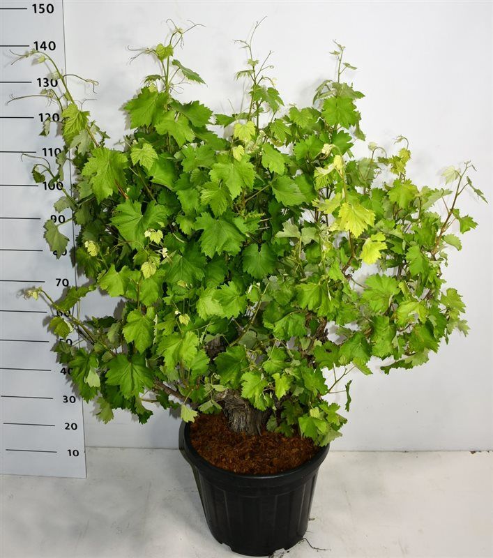 Горшечные цветы и растения оптом Vitis Vinifera от 1шт из Голландии с доставкой по России