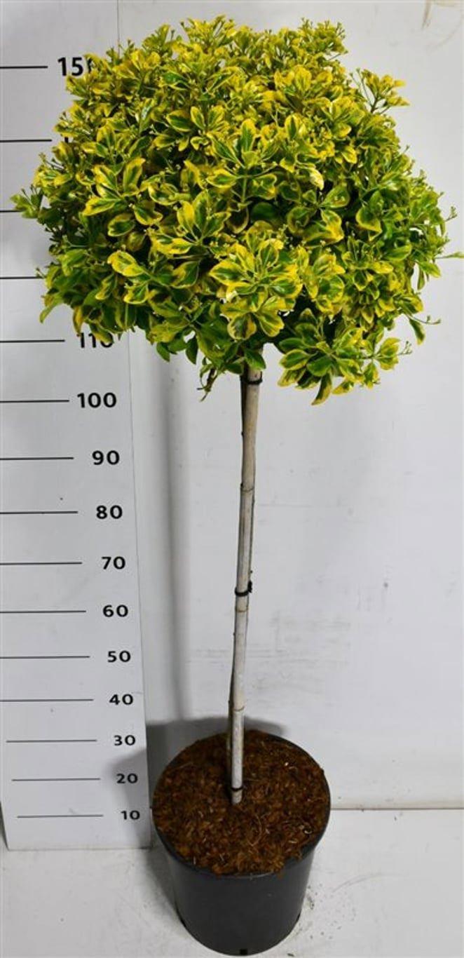 Горшечные цветы и растения оптом Euonymus Jap Aureus On Stem от 1шт из Голландии с доставкой по России