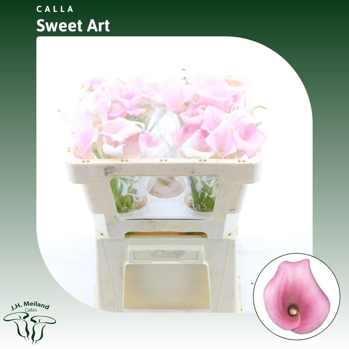 Срезанные цветы оптом Zantedeschia sweet art от 40шт из Голландии с доставкой по России