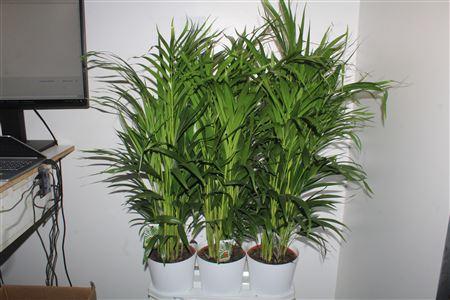 Горшечные цветы и растения оптом Dypsis Lutescens 25pp In Deco Pot от 3шт из Голландии с доставкой по России