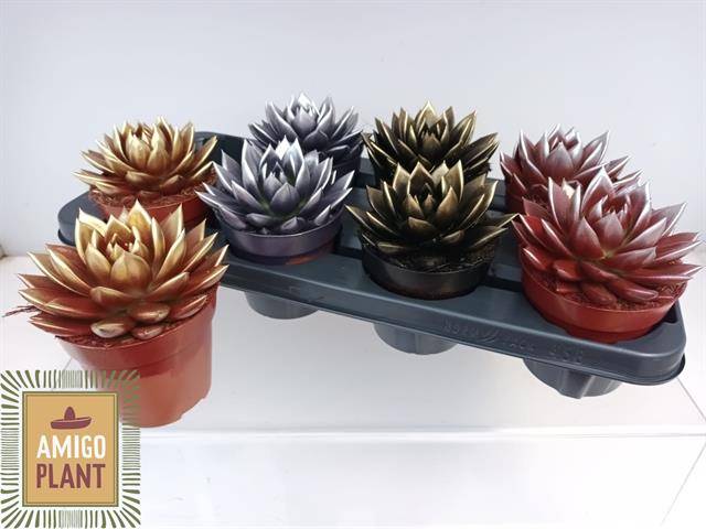 Горшечные цветы и растения оптом Echev Miranda от 6шт из Голландии с доставкой по России