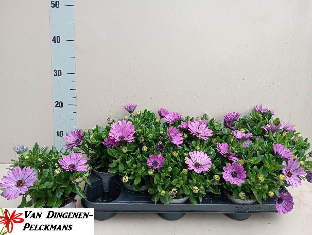 Горшечные цветы и растения оптом Osteo Fp Purple Blue от 12шт из Голландии с доставкой по России