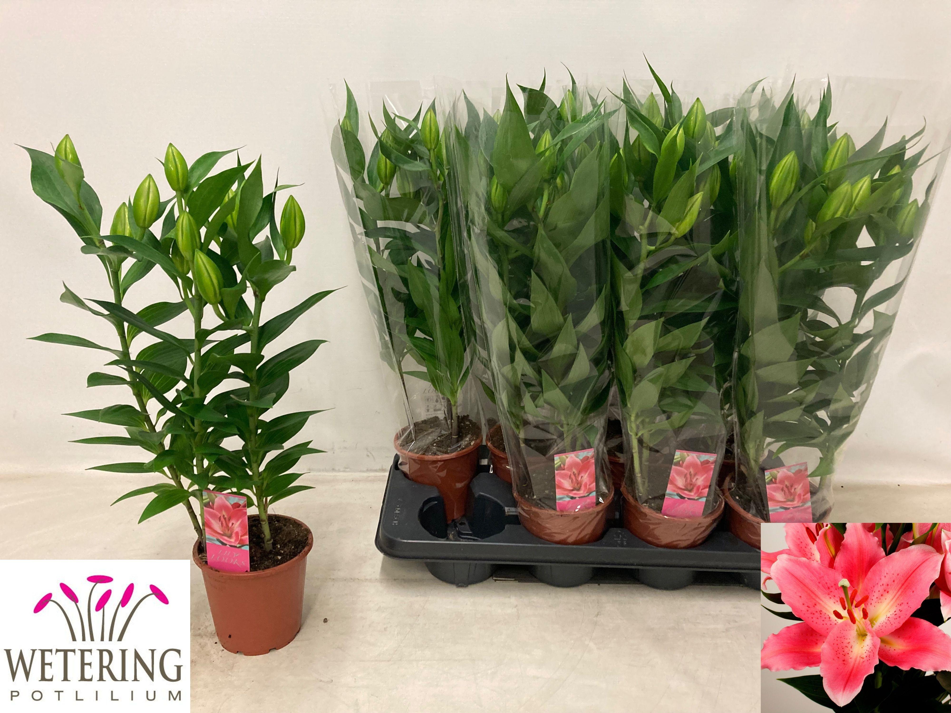 Горшечные цветы и растения оптом Lil Or Sunny Camino от 8шт из Голландии с доставкой по России