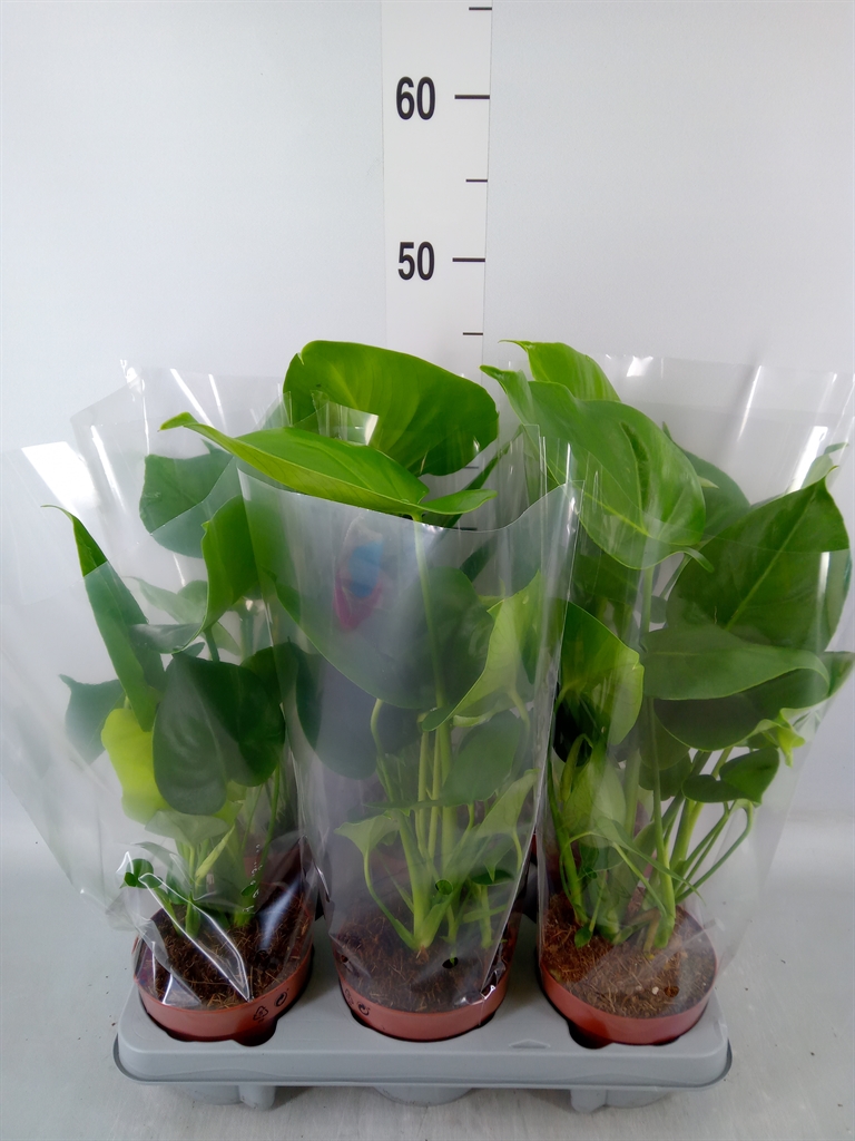 Горшечные цветы и растения оптом Monstera   ... от 6шт из Голландии с доставкой по России