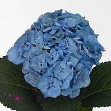 Срезанные цветы оптом Hydrangea margarita blue от 10шт из Голландии с доставкой по России