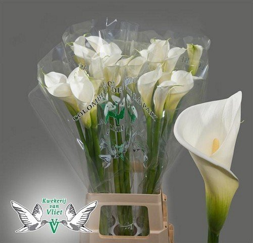 Срезанные цветы оптом Zantedeschia ae colombe de la paix от 25шт из Голландии с доставкой по России