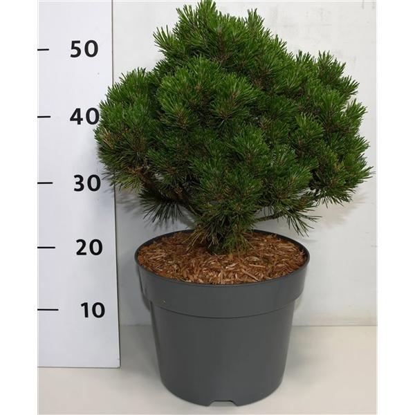 Горшечные цветы и растения оптом Pinus Mugo Heideperle от 1шт из Голландии с доставкой по России