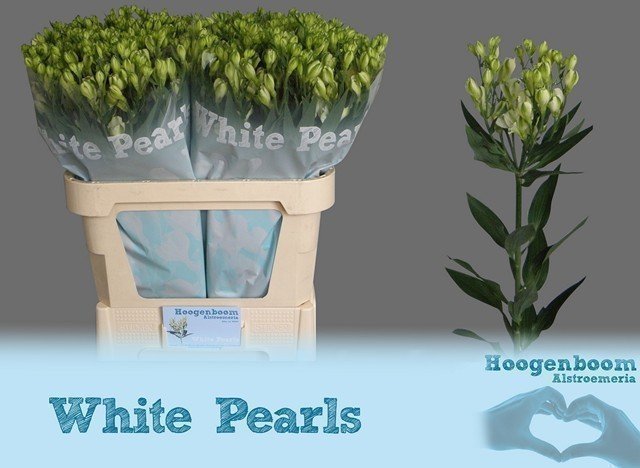 Срезанные цветы оптом Alstroemeria fl white pearls от 40шт. из Голландии с доставкой по России