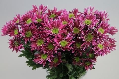 Срезанные цветы оптом Chrys sp saba от 80шт из Голландии с доставкой по России