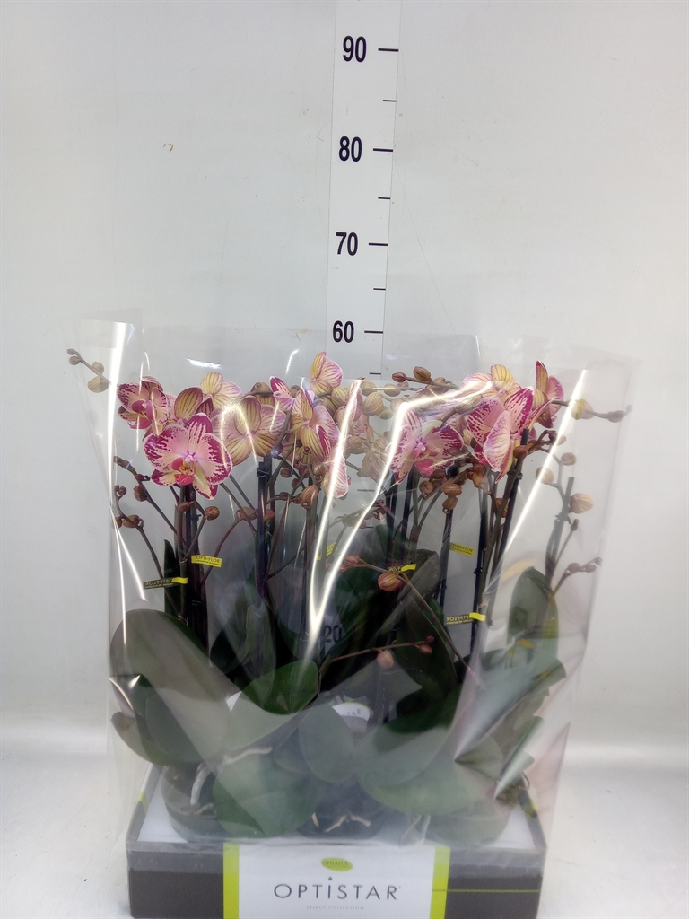 Горшечные цветы и растения оптом Phalaenopsis   ...red от 6шт из Голландии с доставкой по России