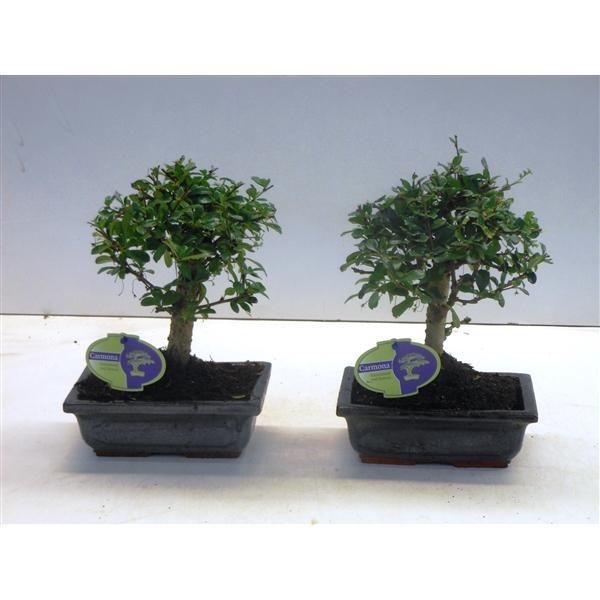 Горшечные цветы и растения оптом Bonsai Carmona Macrophylla, 20cm., Broom, Without от 6шт из Голландии с доставкой по России