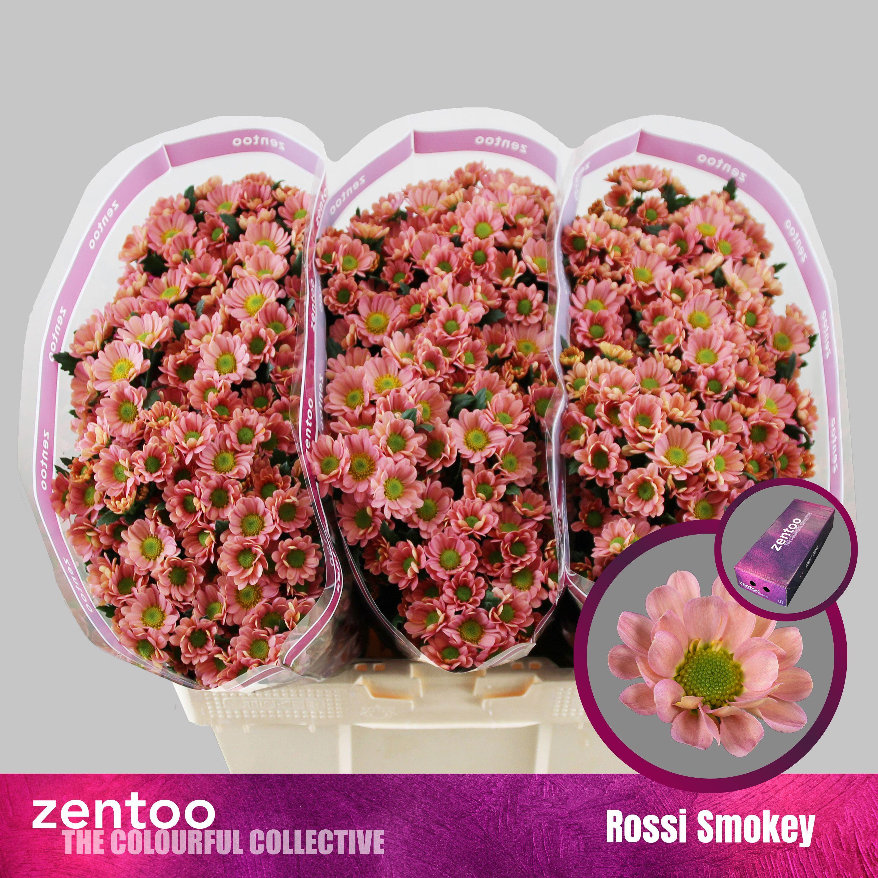 Срезанные цветы оптом Chrys sa rossi smokey A от 75шт из Голландии с доставкой по России