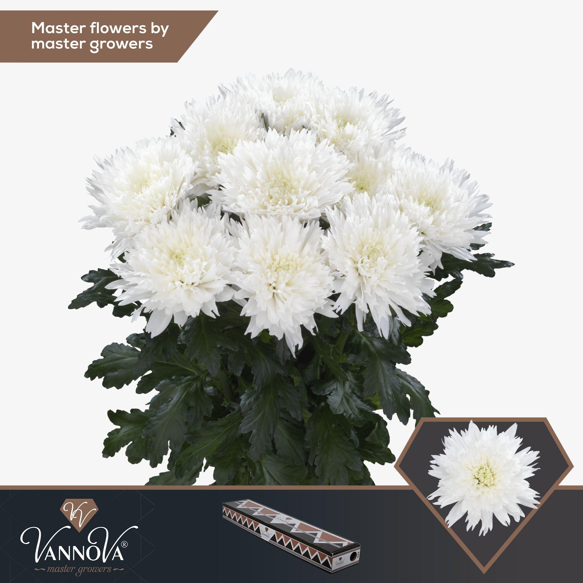 Срезанные цветы оптом Chrys bl undercover от 20шт из Голландии с доставкой по России