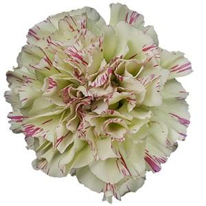 Срезанные цветы оптом Dianthus st mochi от 240шт из Голландии с доставкой по России