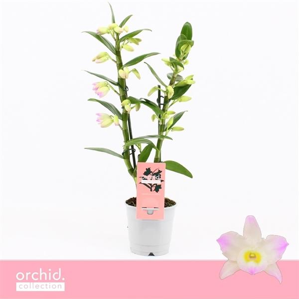 Горшечные цветы и растения оптом Dendr Nob 2st Kumiko Compact  Orchide Collection от 10шт из Голландии с доставкой по России