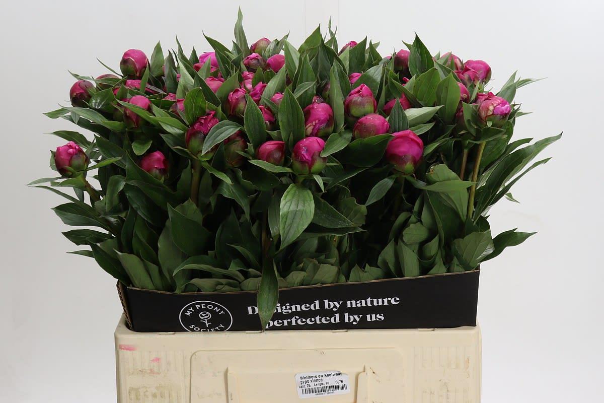 Срезанные цветы оптом Paeonia red sarah bernhardt от 80шт из Голландии с доставкой по России