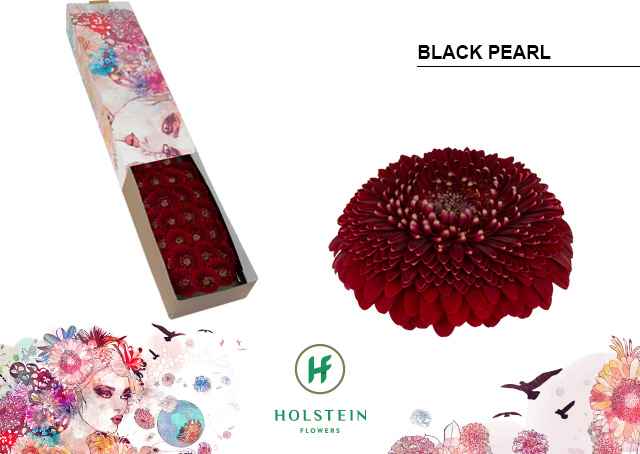 Срезанные цветы оптом Germini gerponi black pearl от 60шт из Голландии с доставкой по России