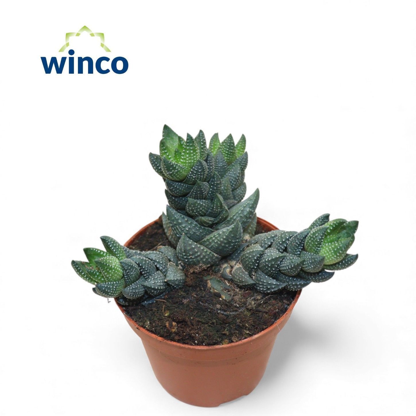 Горшечные цветы и растения оптом Hawo Ov от 18шт (для телеги) из Голландии с доставкой по России