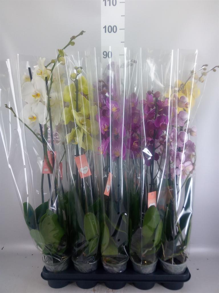 Горшечные цветы и растения оптом Phalaenopsis ...mix 5 от 10шт из Голландии с доставкой по России