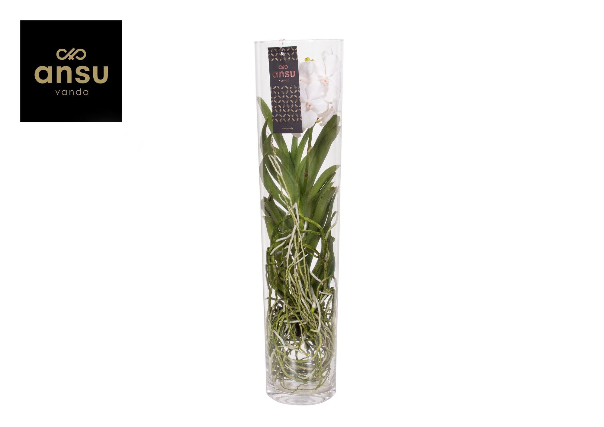 Горшечные цветы и растения оптом Vanda Michelle 70 White от 1шт из Голландии с доставкой по России