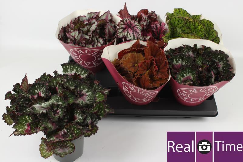 Горшечные цветы и растения оптом Beg Bel Gem от 6шт (для телеги) из Голландии с доставкой по России Горшечные цветы и растения оптом Beg Bel Gem от 6шт (для телеги) из Голландии с доставкой по России