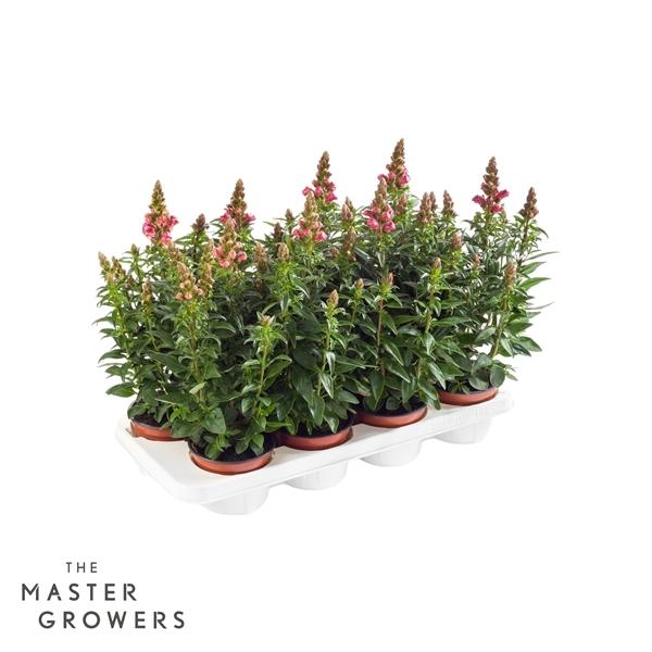 Горшечные цветы и растения оптом Antirrhinum Majus Orange от 8шт из Голландии с доставкой по России Горшечные цветы и растения оптом Antirrhinum Majus Orange от 8шт из Голландии с доставкой по России