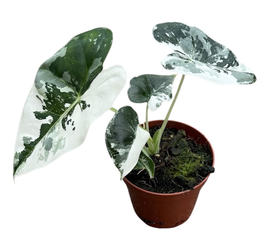 Горшечные цветы и растения оптом Alocasia Frydek Variegata от 1шт (для телеги) из Голландии с доставкой по России