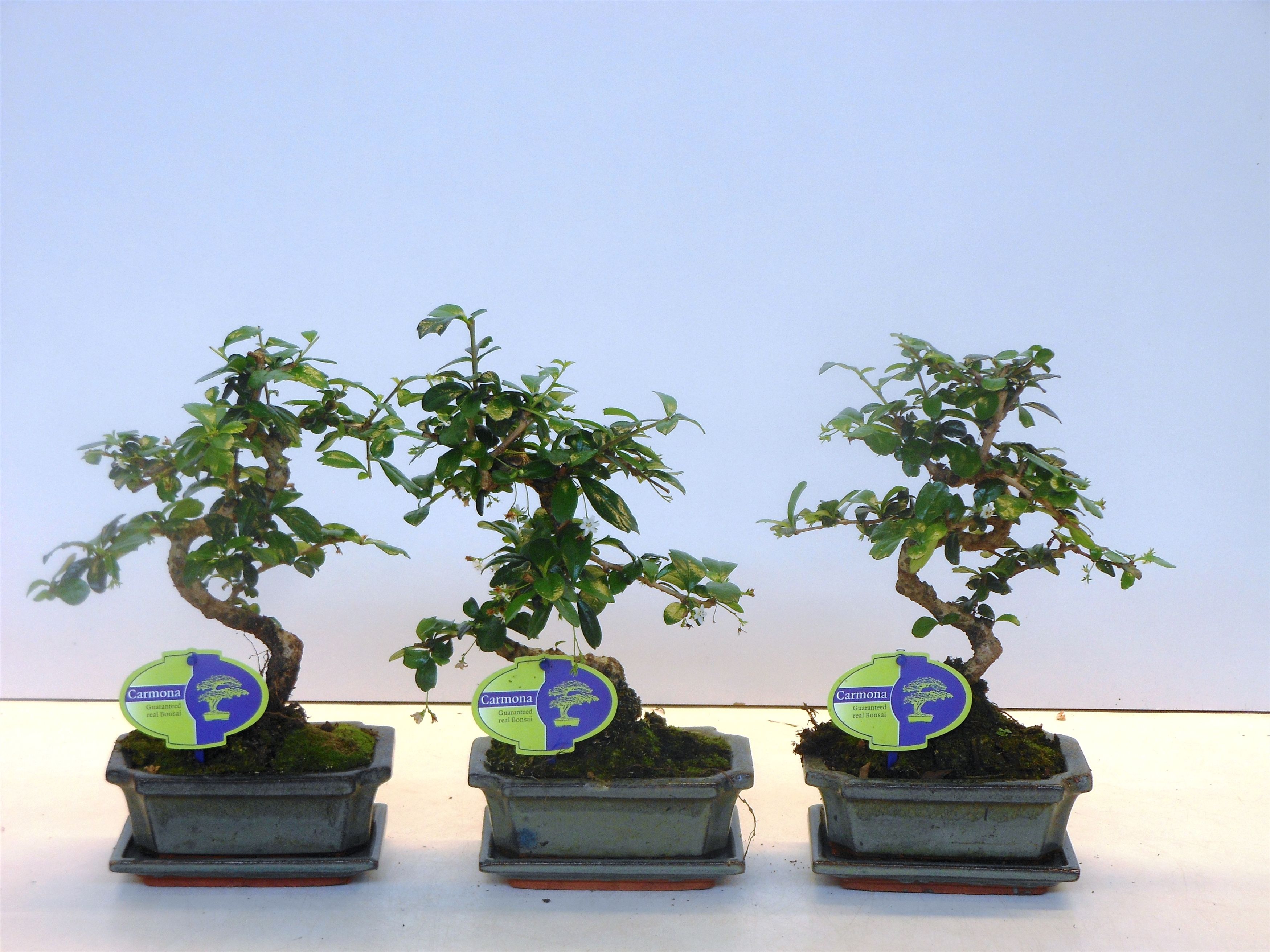 Горшечные цветы и растения оптом Bonsai Carmona Macrophylla, With Drip от 10шт из Голландии с доставкой по России