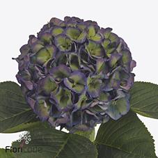 Срезанные цветы оптом Hydrangea royal king classic от 10шт из Голландии с доставкой по России