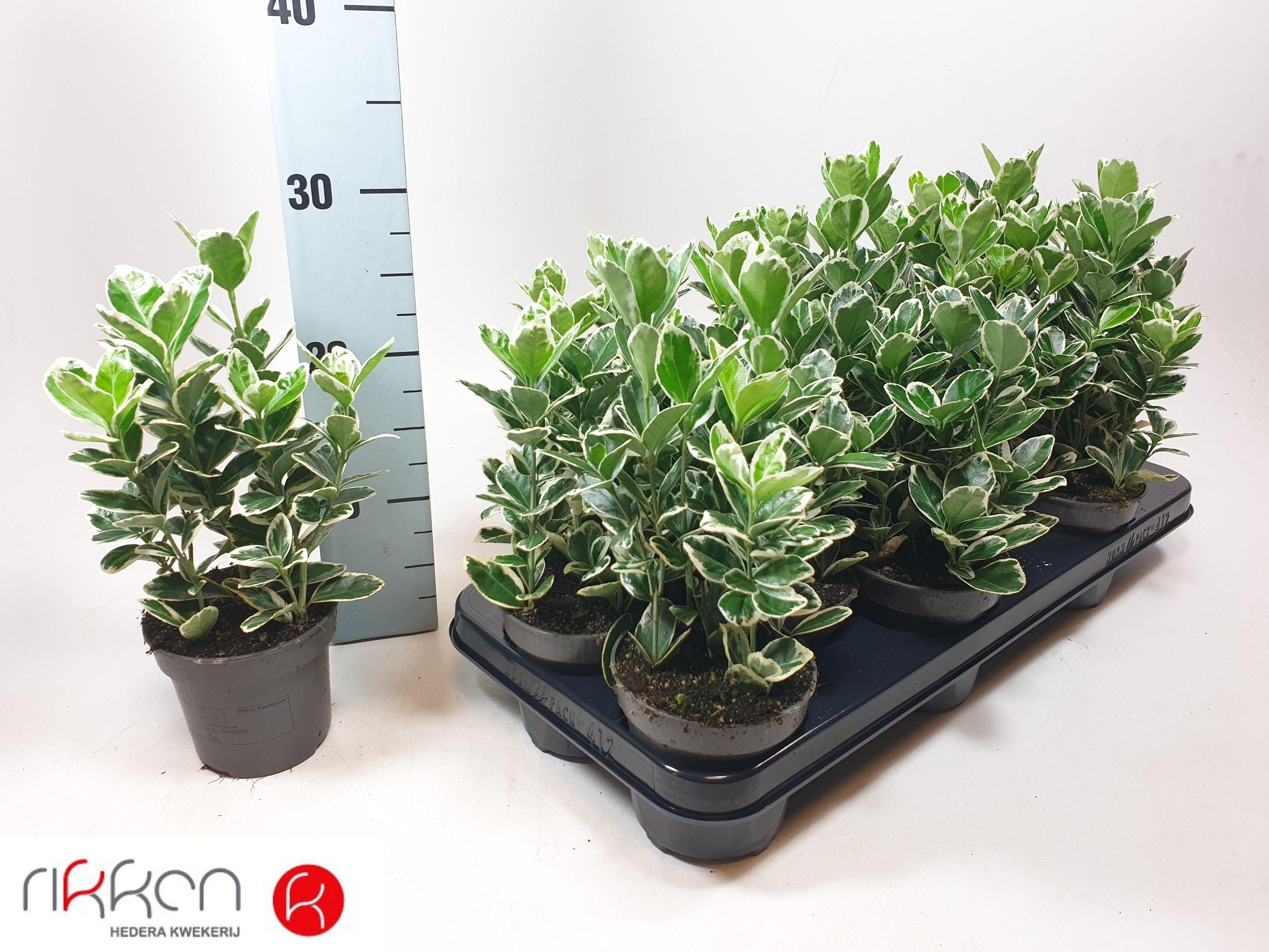 Горшечные цветы и растения оптом Euonymus Jap Kathy от 12шт из Голландии с доставкой по России