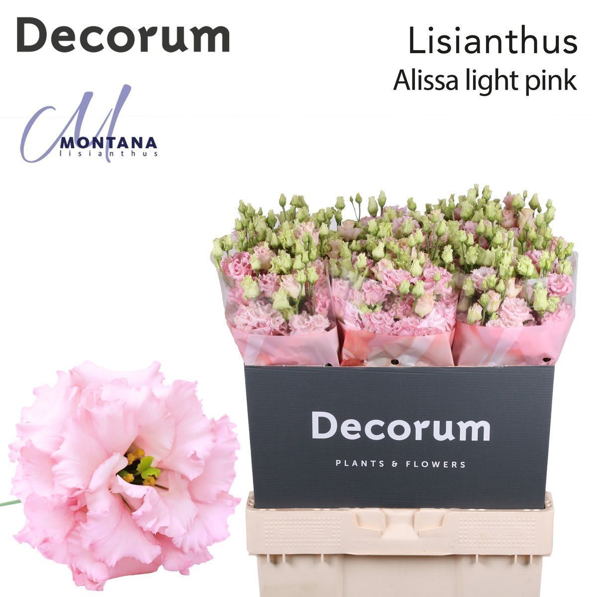 Срезанные цветы оптом Lisianthus do alissa light pink A от 140шт из Голландии с доставкой по России