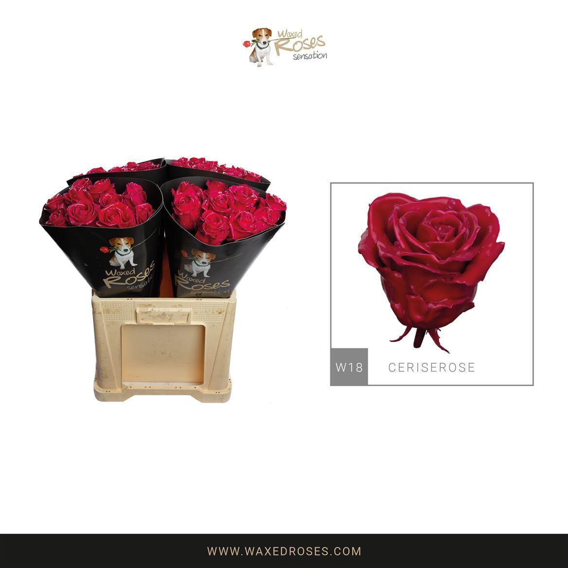 Срезанные цветы оптом Rosa large wax cerise от 40шт из Голландии с доставкой по России