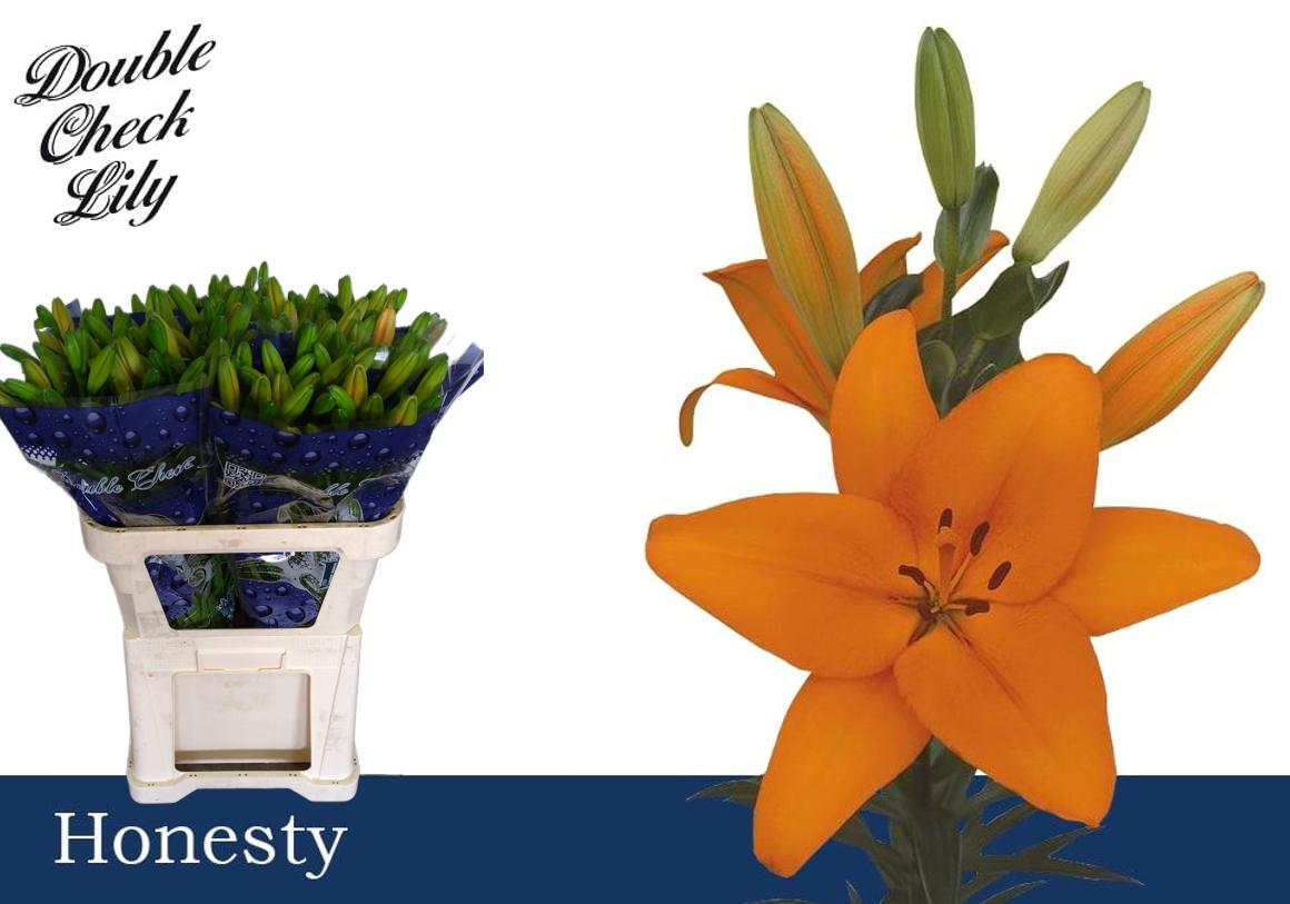 Срезанные цветы оптом Lilium la honesty от 60шт из Голландии с доставкой по России