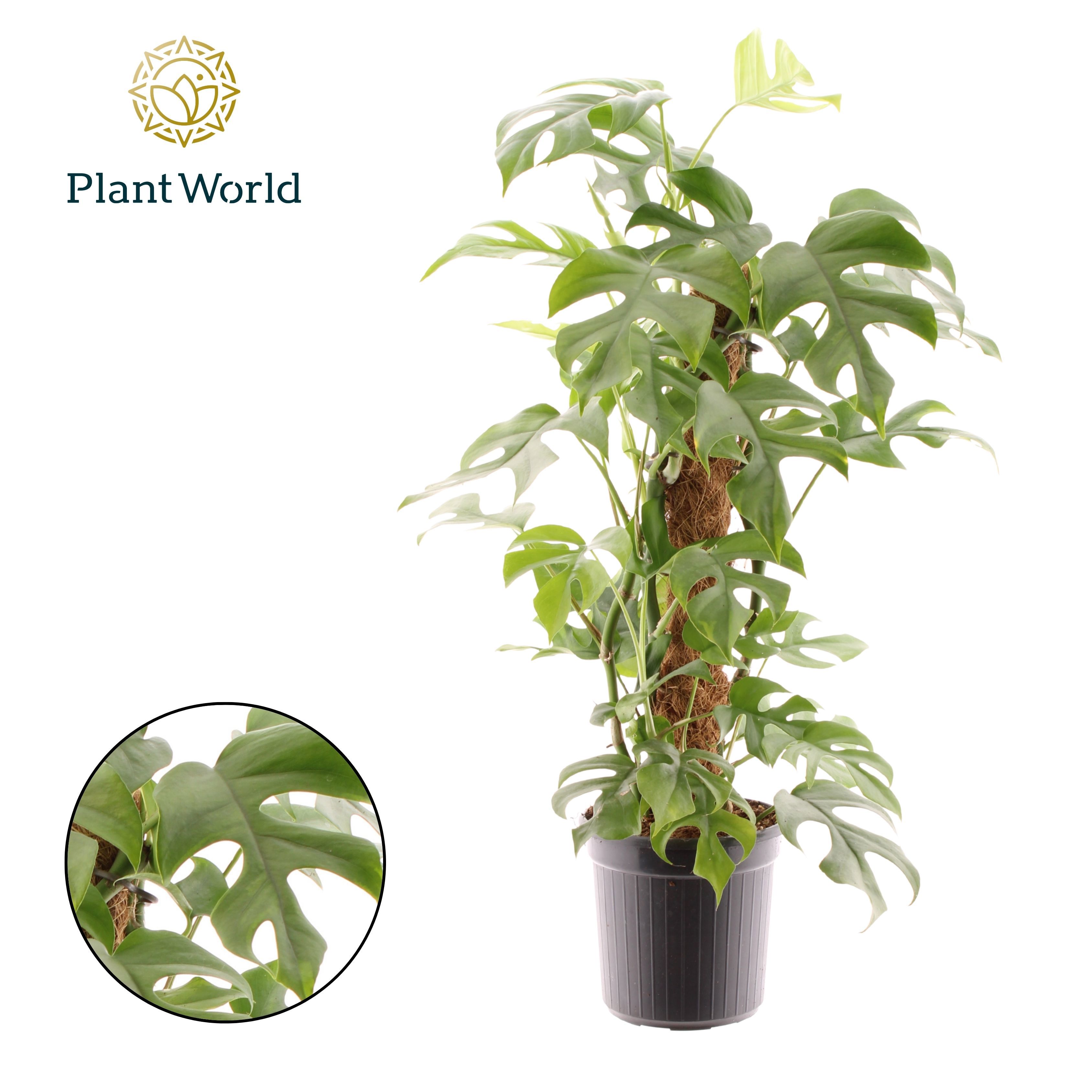 Горшечные цветы и растения оптом Monstera Minima Mosstab от 6шт из Голландии с доставкой по России