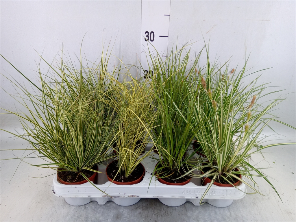 Горшечные цветы и растения оптом Carex   ...mix от 12шт (для телеги) из Голландии с доставкой по России