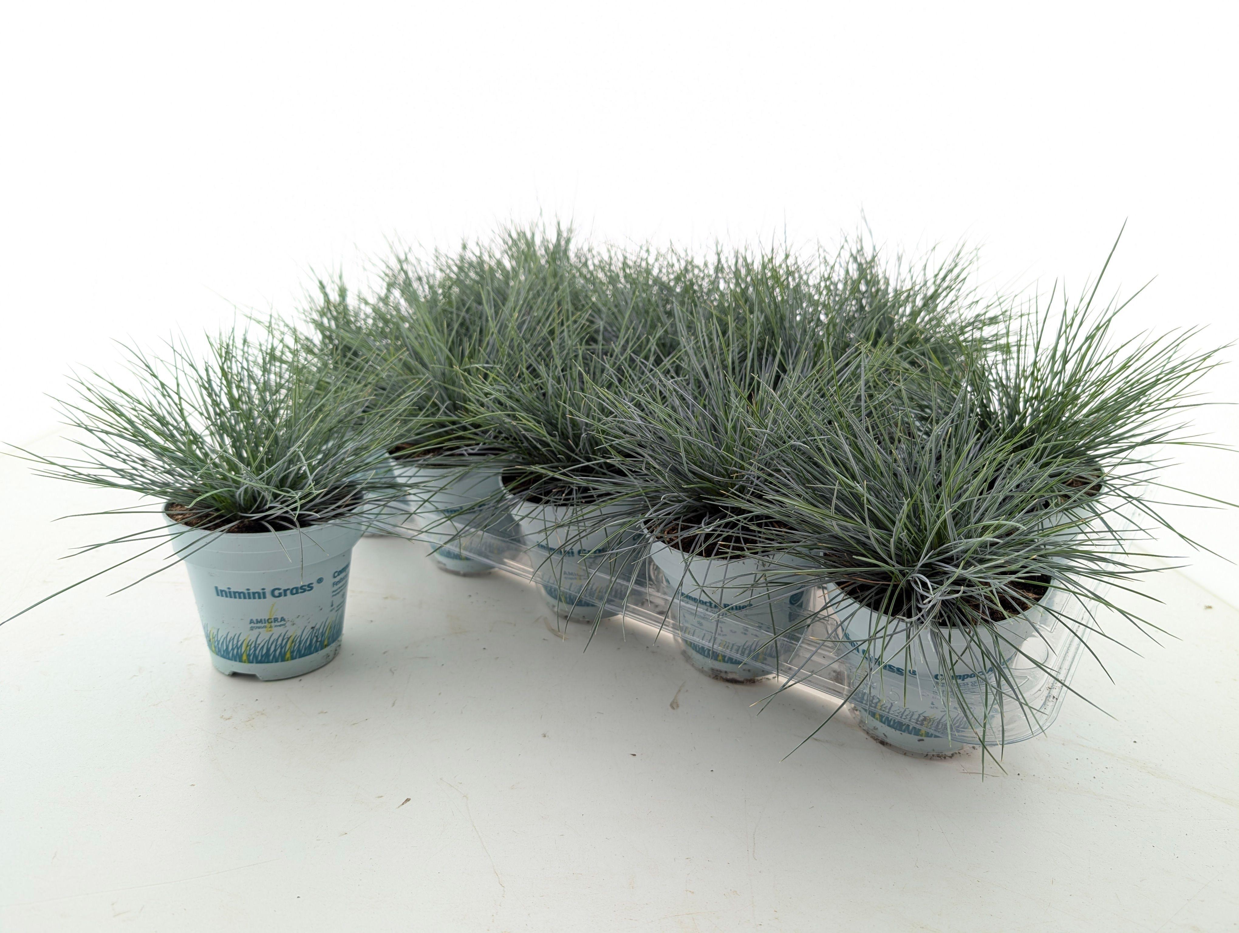 Горшечные цветы и растения оптом Fest Gl Compact Blue от 15шт из Голландии с доставкой по России