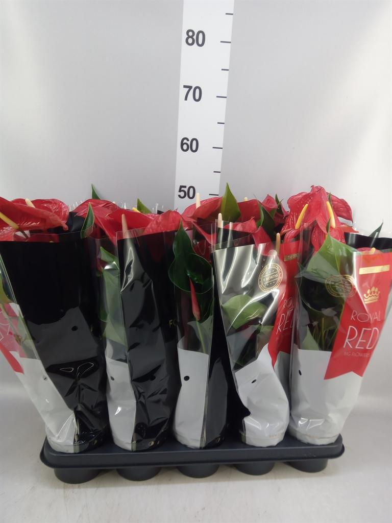 Горшечные цветы и растения оптом Anthurium Andr. querida от 10шт из Голландии с доставкой по России
