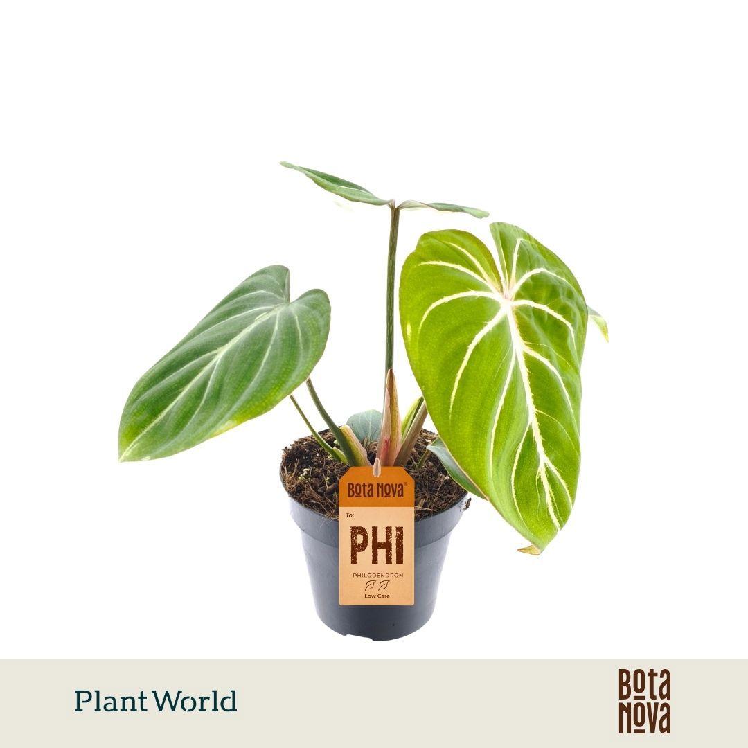 Горшечные цветы и растения оптом Philodendron Gloriosum Zebra от 10шт из Голландии с доставкой по России